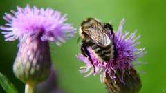 Bombus campestris