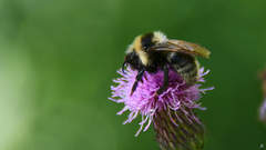 Bombus campestris