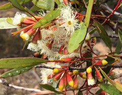 Eucalyptus calycogona
