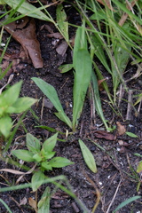 Boltonia montana