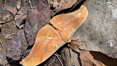 Antheraea yamamai