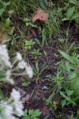Boltonia montana