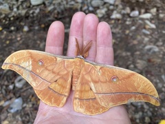 Antheraea yamamai