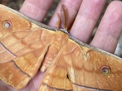 Antheraea yamamai