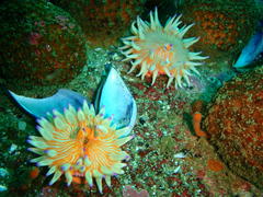 Anthostella stephensoni