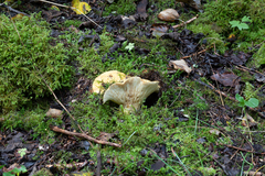 Lactarius repraesentaneus