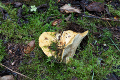 Lactarius repraesentaneus