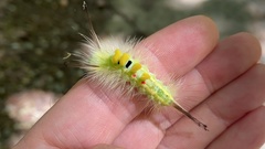 Calliteara pseudabietis