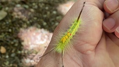 Calliteara pseudabietis