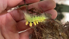 Calliteara pseudabietis