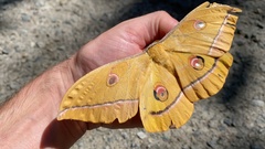 Antheraea yamamai