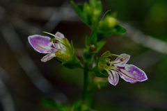 Teucrium bicolor