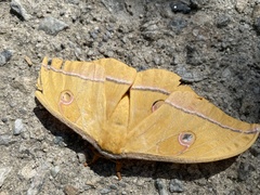 Antheraea yamamai