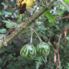Solanum acerifolium