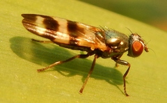 Chaetopsis massyla