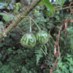 Solanum acerifolium