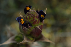 Puya coerulea