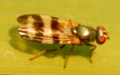 Chaetopsis massyla