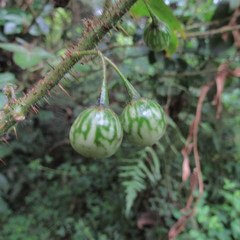 Solanum acerifolium
