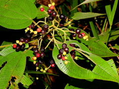Miconia solenifera