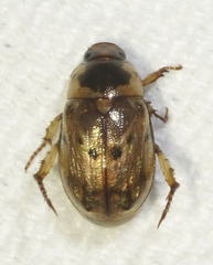 Anomala undulata