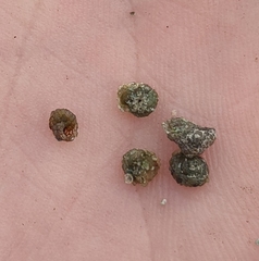 Helicopsyche borealis