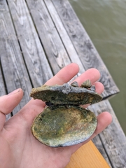 Helicopsyche borealis