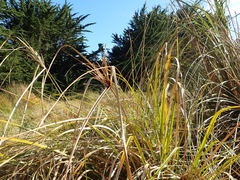 Cyperus ustulatus