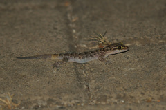 Cyrtodactylus marmoratus