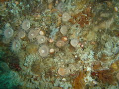 Isozoanthus capensis
