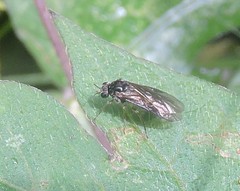 Acordulecerinae