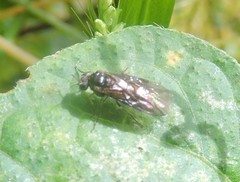 Acordulecerinae