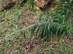 Senecio mlilwanensis