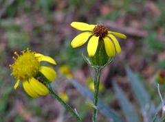 Senecio mlilwanensis