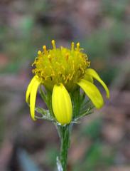 Senecio mlilwanensis
