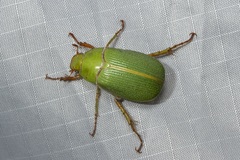 Xylonichus eucalypti