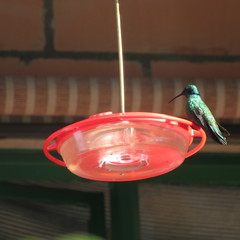 Colibri