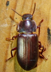 Tenebrionini