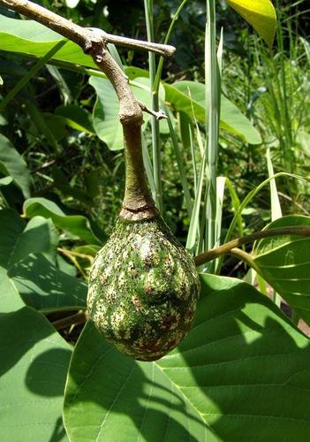 Annona senegalensis image