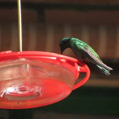 Colibri