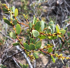 Acacia brachybotrya
