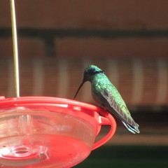 Colibri