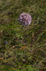 Allium lineare