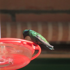 Colibri