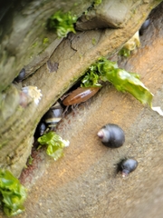 Traskorchestia traskiana