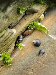 Traskorchestia traskiana