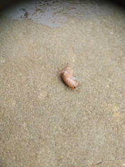 Traskorchestia traskiana