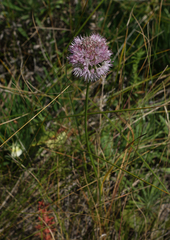 Allium lineare