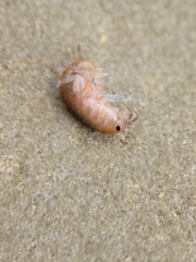 Traskorchestia traskiana