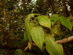 Miconia silvicola
